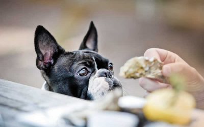 Our human food has shaped our dog’s gut microbiome