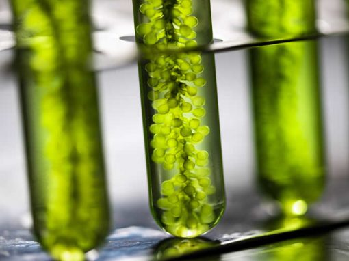 Omega-3 Natural Algae Oil