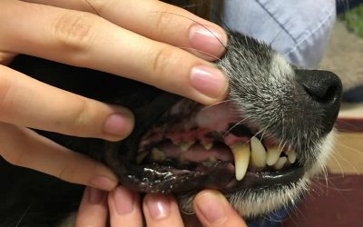 Ruff has a dental