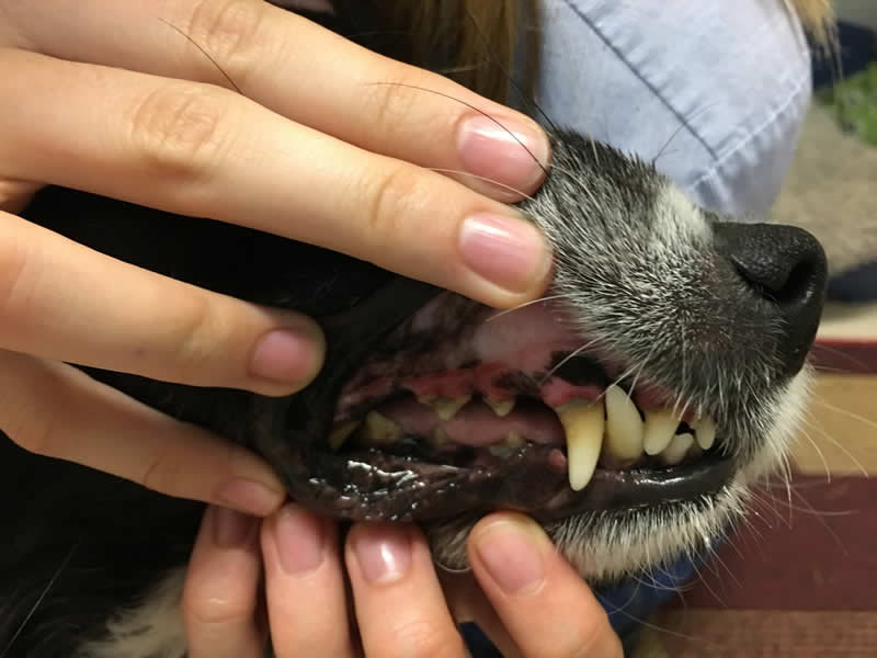 Ruff's bad teeth before a dental