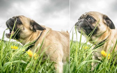 Why do dogs and cats eat grass?