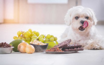 Poisonous foods NOT to feed your dogs