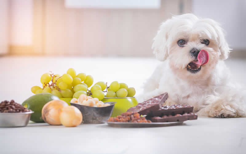 Poisonous foods for your dogs