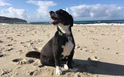 Ruff goes on holiday!