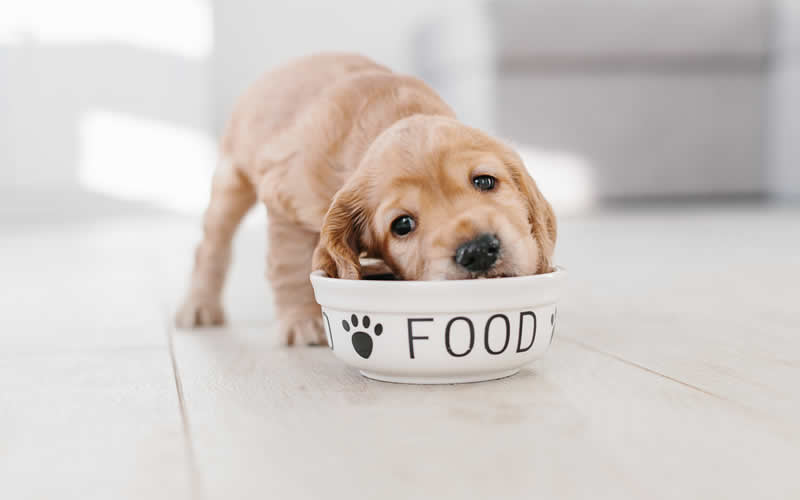 Spaniel puppy eating at food bowl