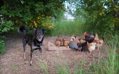 Shouldn’t we all eat what we feed our chickens?