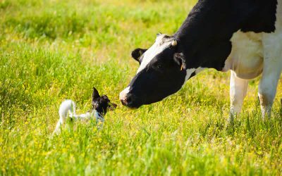 The life of a dairy cow