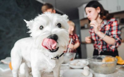 Get rid of the dog!