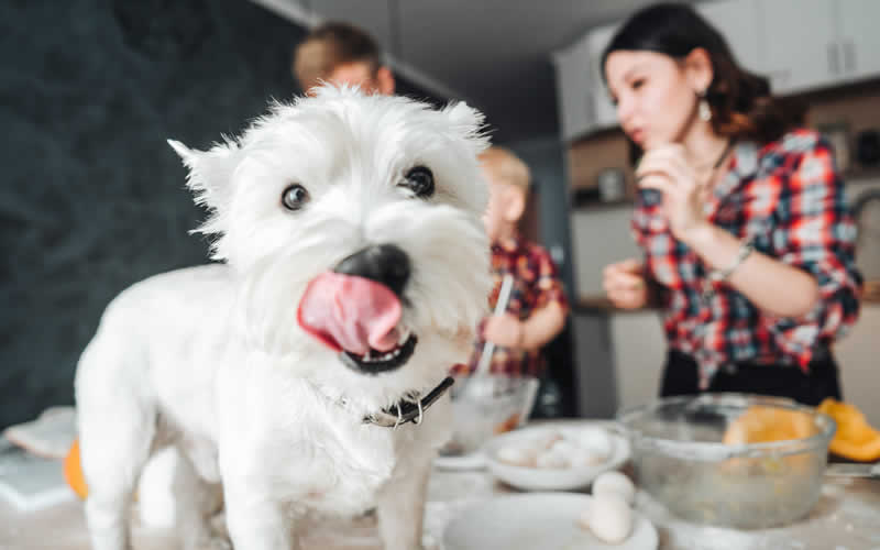 Westie on table licking his nose