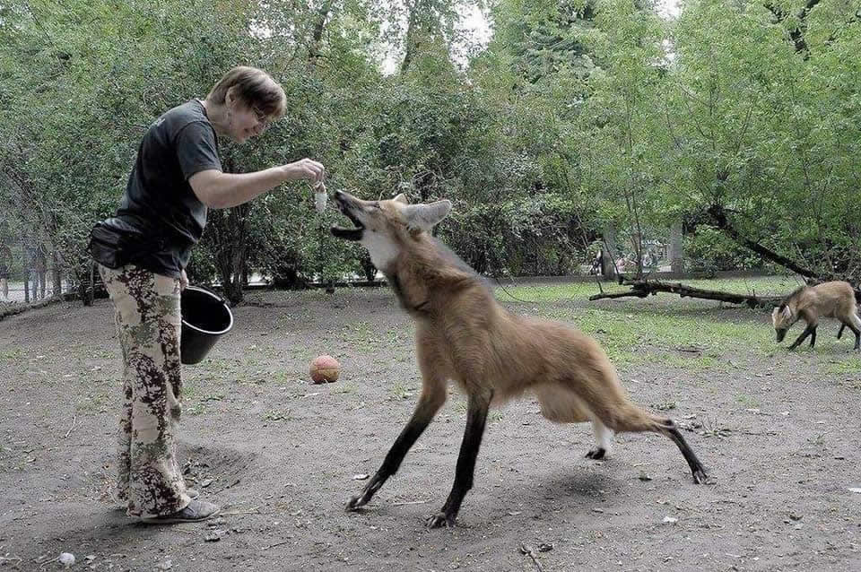 Maned wolf in captivity being fed 