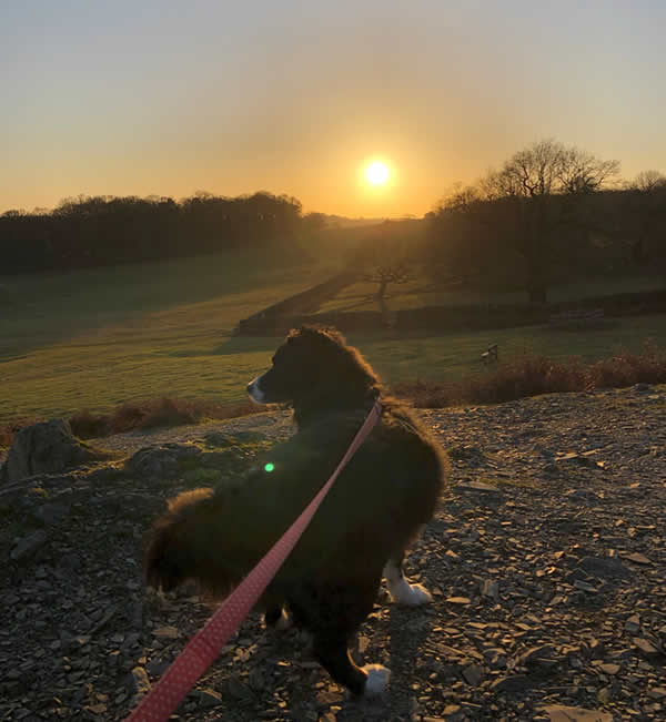 Ruff vegan dog at sunset