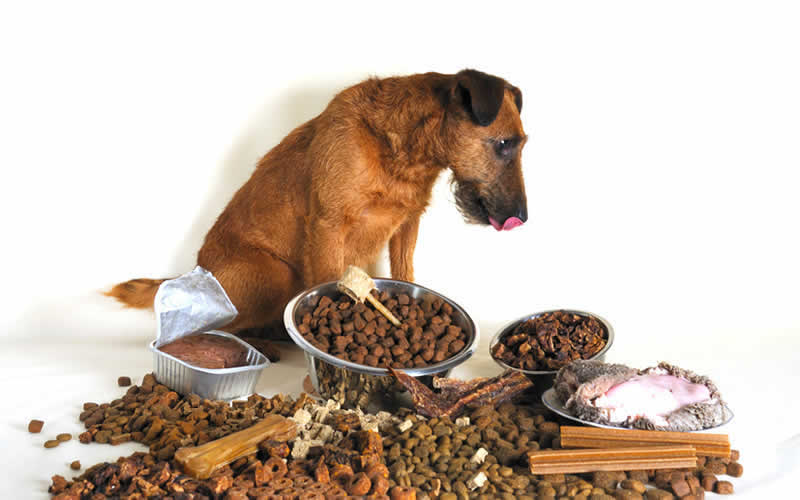 irish terrier with dry food and meat food diet