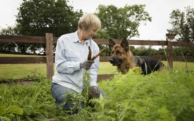 Let’s each plant a vegetable patch
