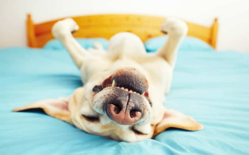 happy smiling labrador upside down on the bed as he eats a plant-based diet