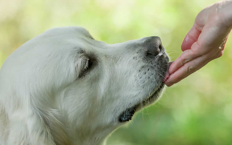 vegan golden retriever licking owner's hand