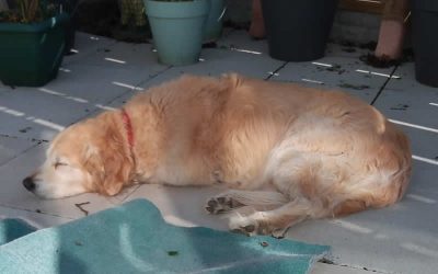 Sue’s strength to feed Bea a plant-based diet