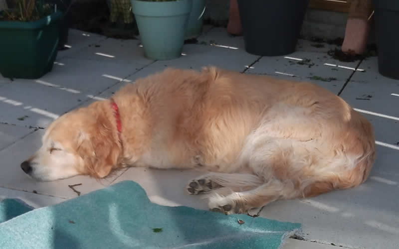 12 year old golden retriever Bea whose owner wants to change her to a plant-based dog food diet