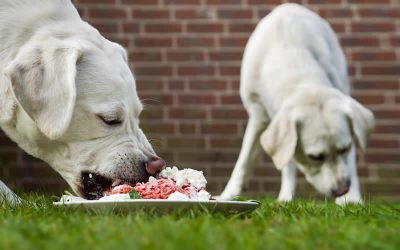 Raw dog food ‘may be fuelling spread of antibiotic-resistant bacteria’