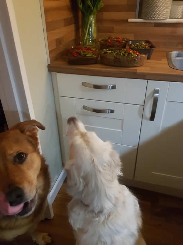 Vegan dogs sniffing homemade plant-based food on the counter