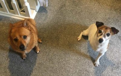 See how much Marvin and Pedro like their food