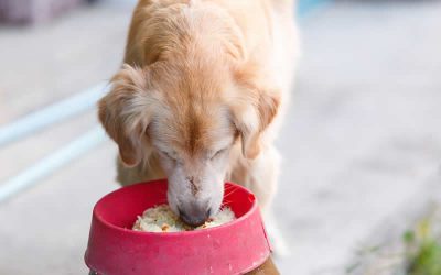 Why feeding raw is similar to a wet market