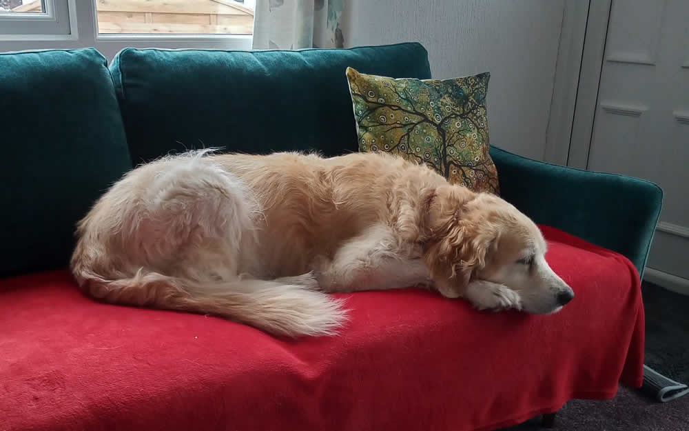 Elderly dog Bea sleeping on sofa and able to climb on the sofa after 1 month on plant-based foods