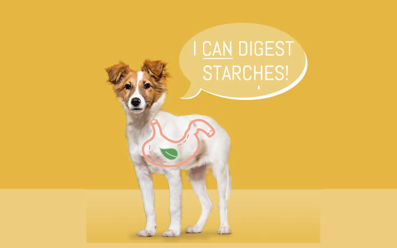 Dogs can digest starches