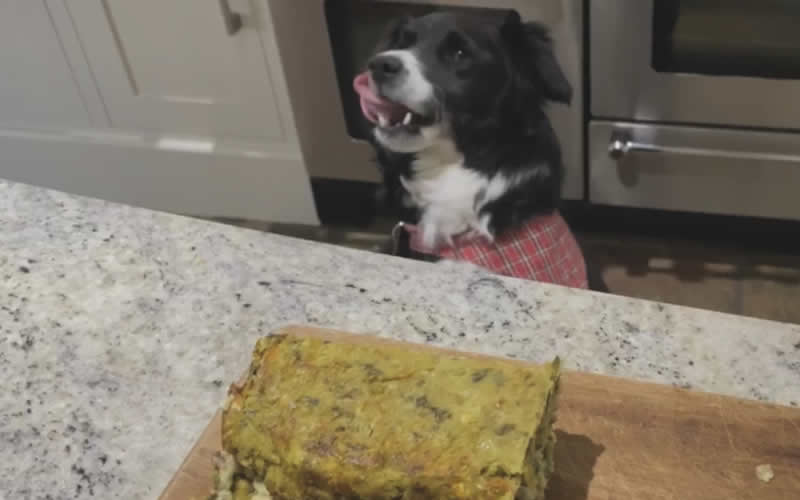 Vegan dog Ruff licking the tasty homemade plant-based food