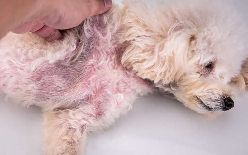 poodle with dermatitis showing a very pink belly and chest from scratching due to a house dust mite allergy
