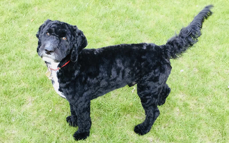 Vegan Cockapoo Rupert who has eaten benevo all his life but suffered with urinary crystals