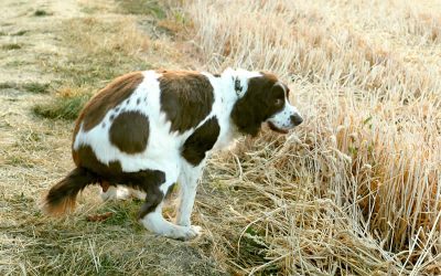Worried about colitis in your dog?
