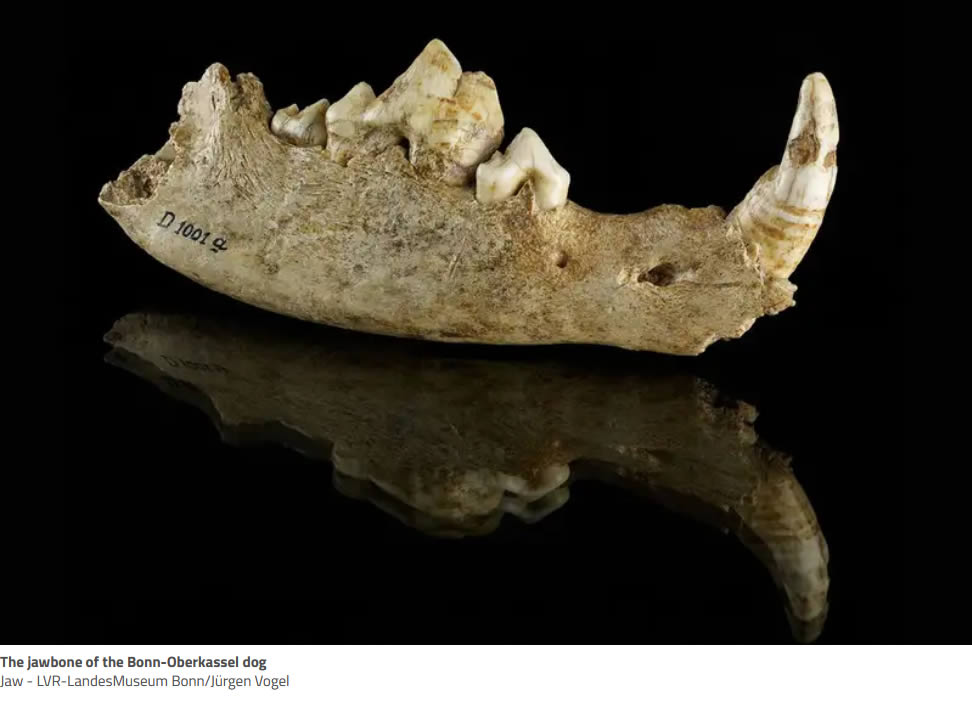 The jawbone of the Bonn-Oberkassel dog photo courtesy LVR-Landesmuseum Bonn/Jurgen Vogel