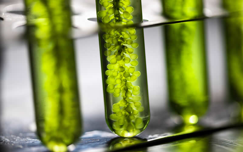 algae oil