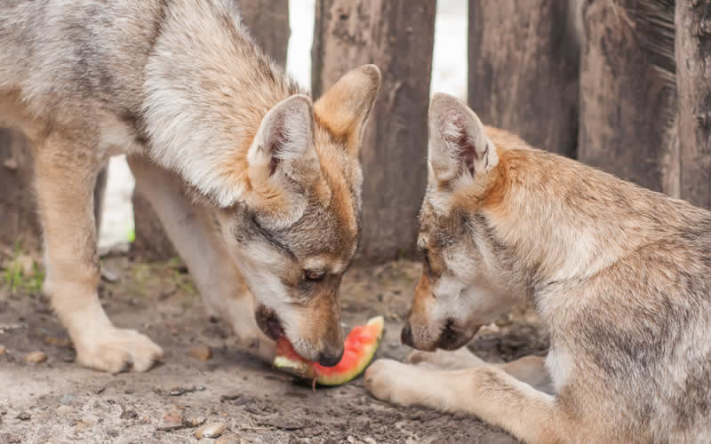 wolf cubs eating watermelon