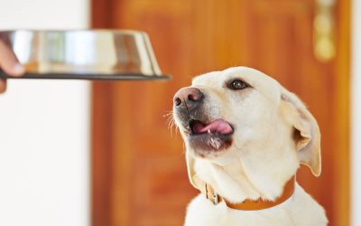 Proof that vegan dogs are just as happy with their meals!