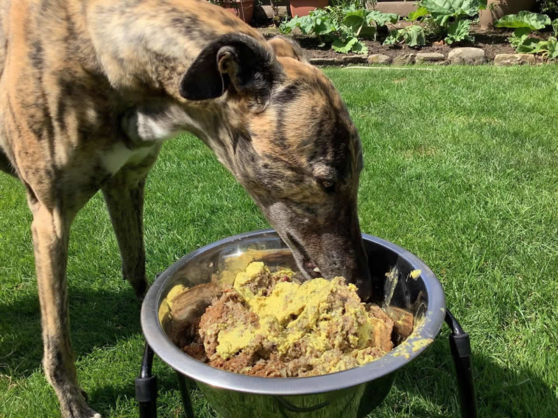 Tofu and turmeric recipe being so enjoyed by rescue Greyhound June