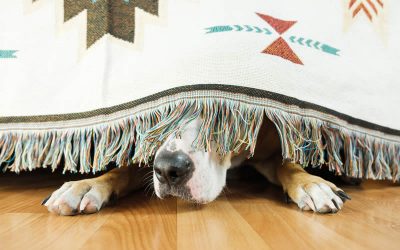 Fireworks tips for our plant-based dogs