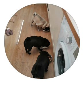 3 vegan pugs eating Green Crunch