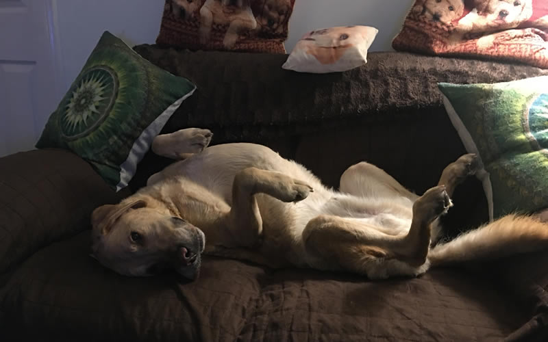 Vegan Labrador Billy on sofa
