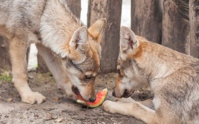Wolves in zoos are fed dog food