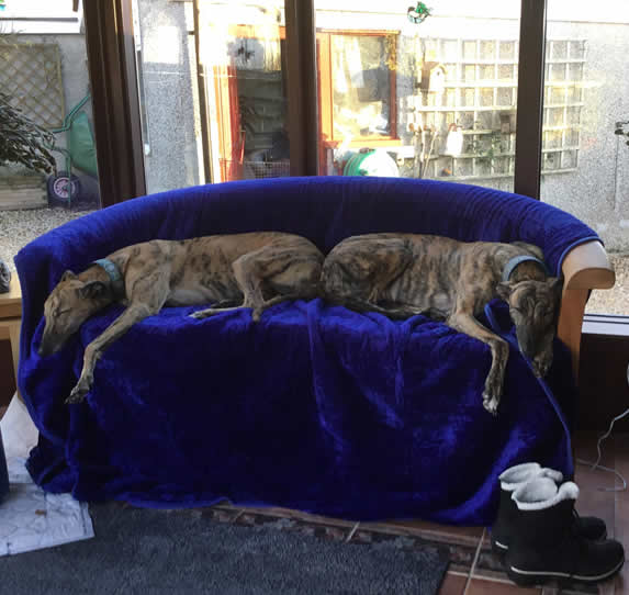Vegan Greyhounds April and June both ex-racing Greyhounds on sofa
