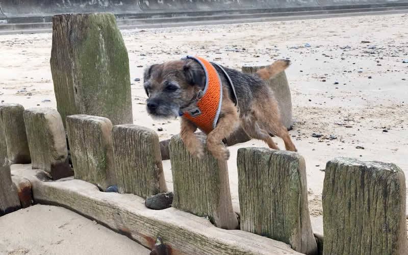 Brian the Border Terrier had an intolerance to meat protein and a vegan diet transformed his life
