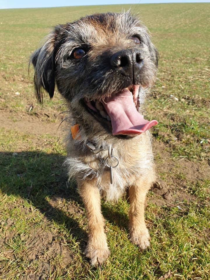 Brian the Border Terrier had an intolerance to meat protein and a vegan diet transformed his life