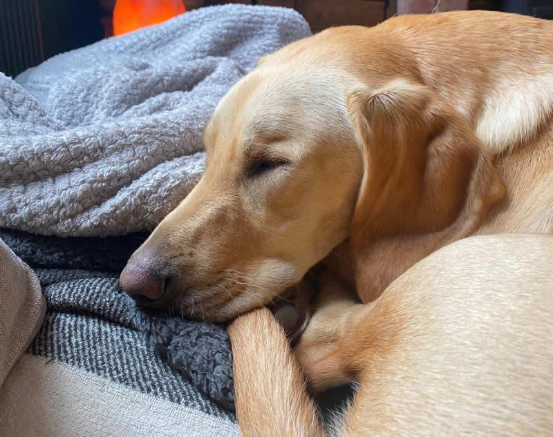 Lola vegan dog sleeping