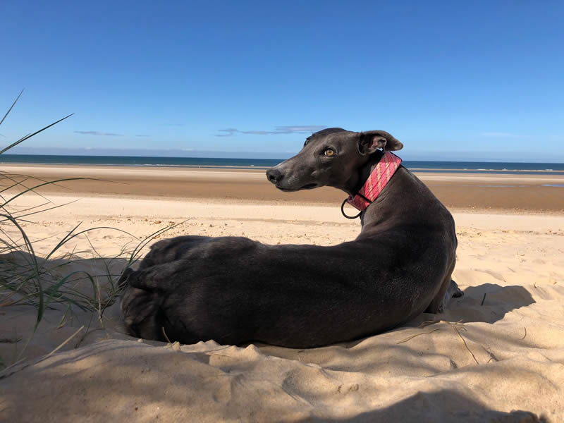 Luna the rescue Greyhound at the beach