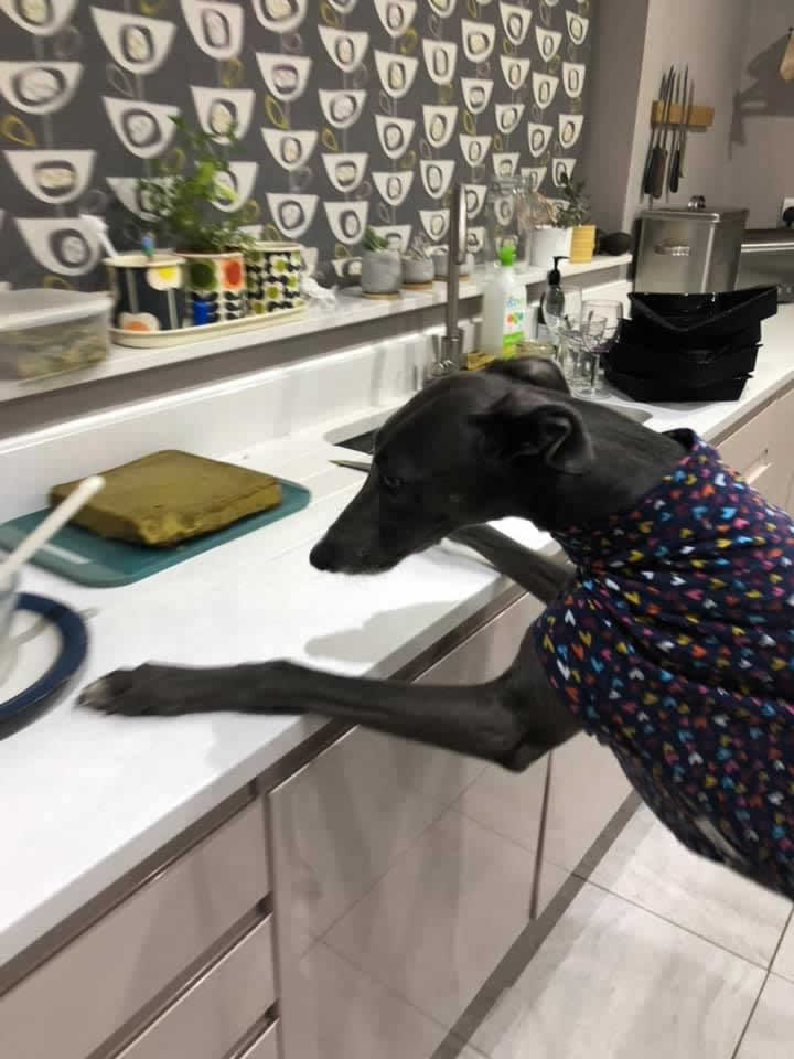 Luna just cannot resist her Mum's homecooked food and she jumps up on the counter