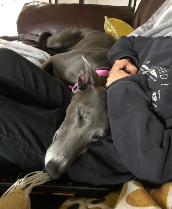 Luna the rescue Greyhound asleep on young owner's lap