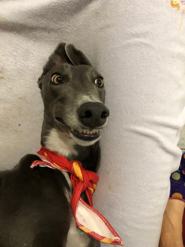 Luna the rescue Greyhound who loves her vegan dog food grinning