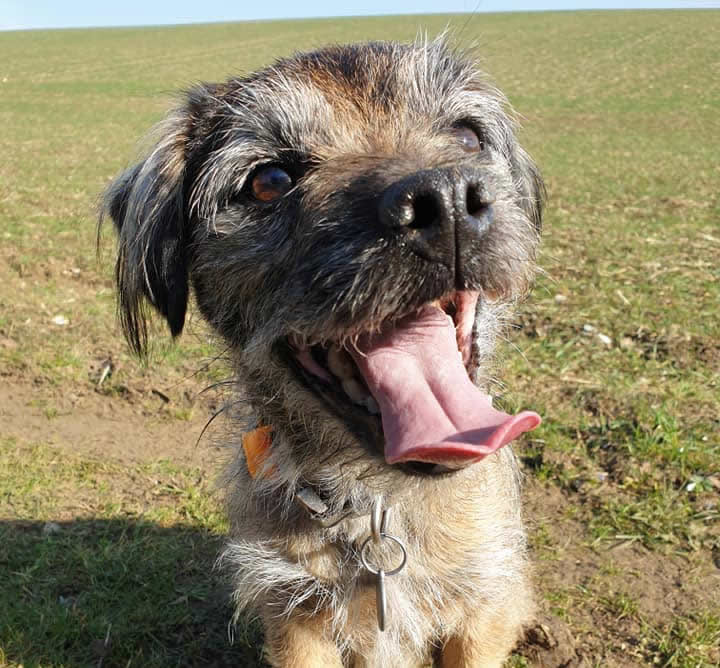 Brian the Border Terrier had an intolerance to meat protein