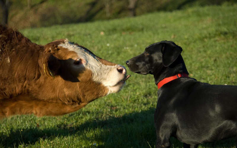 cow and a dog sniffing each other